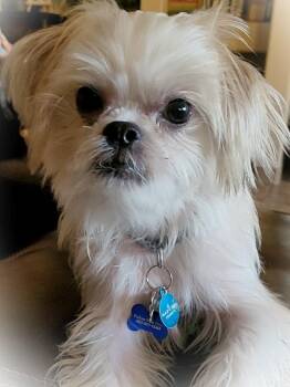 Rio -  Brussels Griffon and Shih Tzu Dog for Adoption in Mesa, Arizona - Rio | PetCurious