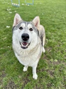 Husky Dogs Available for Adoption - Hedwig | PetCurious