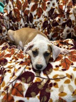 Chloe -  Pit Bull Terrier Dog for Adoption in Mobile, Alabama - Chloe | PetCurious