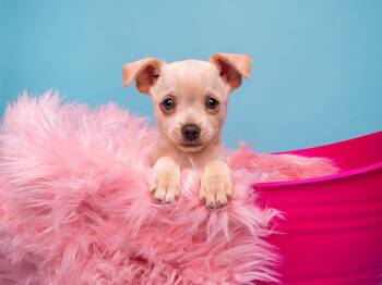 Norfolk Terrier and Chihuahua Dogs Available for Adoption in Palo Alto, California - Seafood: Lobster | PetCurious