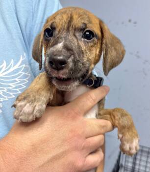 Smokey -  Hound Dog for Adoption in Gilberts, Illinois - Smokey | PetCurious