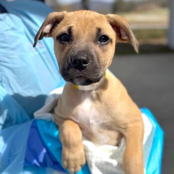 Mixed Breed Dogs Available for Adoption - Sequin | PetCurious