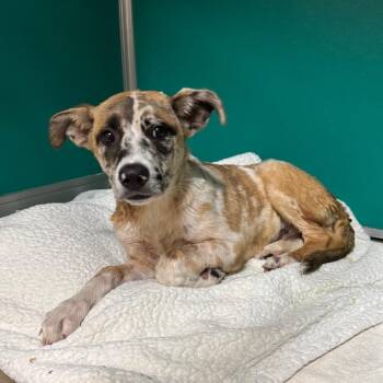 Shepherd Dogs Available for Adoption in San Antonio, Texas - Chickadee | PetCurious