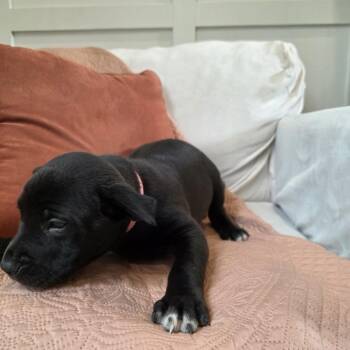 Border Collie and Mixed Breed Dogs Available for Adoption in Kansas City, Missouri - Poppy | PetCurious