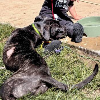 Adelia -  Terrier Dog for Adoption in Des Moines, Iowa - Adelia | PetCurious