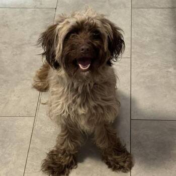 Reese -  Lhasa Apso and Aussiedoodle Dog for Adoption in Bloomington, New York - Reese | PetCurious