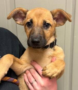 Shepherd and Labrador Retriever Dogs Available for Adoption in Littleton, Colorado - Sandy | PetCurious