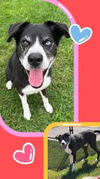 Ranger -  Husky Dog for Adoption in Sturgis, Michigan - Ranger | PetCurious