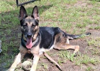 ASTRA -  German Shepherd Dog Dog for Adoption in Ocala, Florida - ASTRA | PetCurious