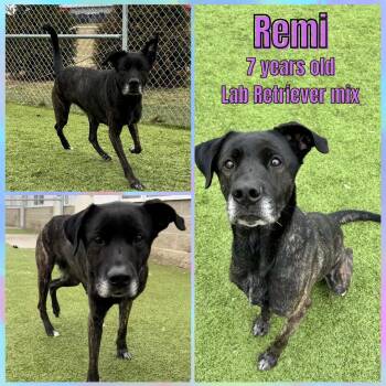 Labrador Retriever Dogs Available for Adoption - Remi | PetCurious