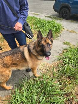 Rescue German Shepherd Dog Dogs for Adoption in Berkeley, California - Flapjack | PetCurious