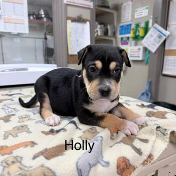 Holly -  Mixed Breed Dog for Adoption in Knoxville, Tennessee - Holly | PetCurious