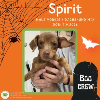 Spirit -  Yorkshire Terrier and Dachshund Dog for Adoption in Pottstown, Pennsylvania - Spirit | PetCurious