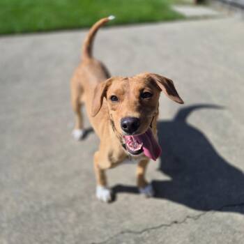 Miley -  Beagle and Cattle Dog Dog for Adoption in Woodstock, Illinois - Miley | PetCurious