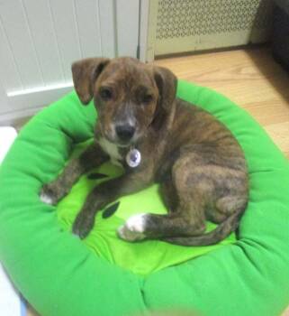 Hound Dogs Available for Adoption in Alden, New York - Layla | PetCurious