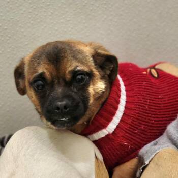 Pug Dogs Available for Adoption - Ziggy - Chino Hills Location | PetCurious