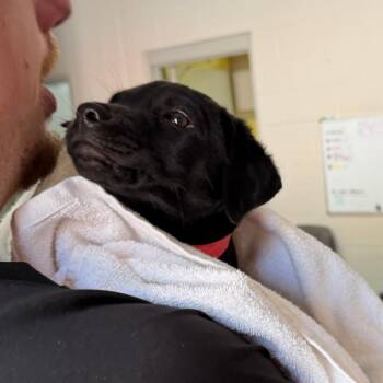 Spunky-Foster -  Mixed Breed Dog Available for Adoption in Walker, Michigan - Spunky-Foster | PetCurious