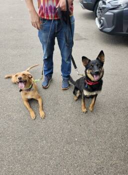 Rescue Vizsla Dogs for Adoption in Littleton, Colorado - Vincent Aka Vinnie | PetCurious