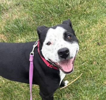 Pit Bull Terrier Dogs Available for Adoption in Golden, Colorado - Maya | PetCurious
