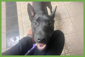 German Shepherd Dog and Labrador Retriever Dogs Available for Adoption in Amherst, Massachusetts - Spike | PetCurious