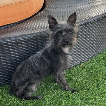 Artemis -  Terrier and Mixed Breed Dog Available for Adoption in Las Vegas, Nevada - Artemis | PetCurious