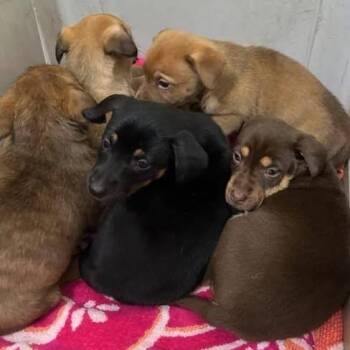 Terrier and Mixed Breed Dogs Available for Adoption - Happy | PetCurious