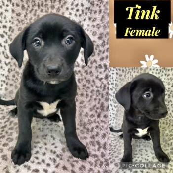 Labrador Retriever Dogs Available for Adoption in Manchester, Connecticut - Tink | PetCurious