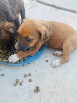 Cindy -  Boxer Dog for Adoption in Santa Monica, California - Cindy | PetCurious