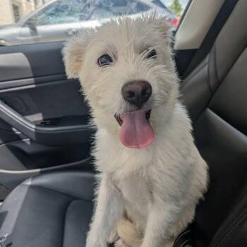 Elliot -  Terrier Dog Available for Adoption in Martinez, California - Elliot | PetCurious