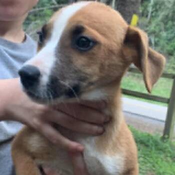 Collie and Labrador Retriever Dogs Available for Adoption in Chesapeake, Virginia - Pine Cone (2) | PetCurious