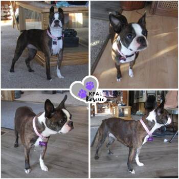 Boston Terrier Dogs Available for Adoption - Gretta | PetCurious