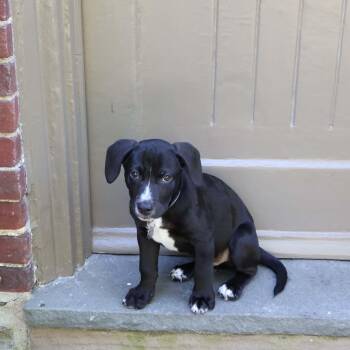 Zorro -  Labrador Retriever and American Staffordshire Terrier Dog for Adoption in Hatfield, Pennsylvania - Zorro | PetCurious