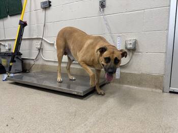 BERTHA -  American Staffordshire Terrier and Mixed Breed Dog for Adoption in Grand Prairie, Texas - BERTHA | PetCurious