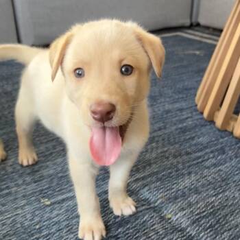 Rocco -  Golden Retriever and Labrador Retriever Dog for Adoption - Rocco | PetCurious