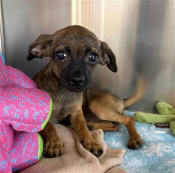 A275205 -  Chihuahua Dog for Adoption in Chula Vista, California - A275205 | PetCurious