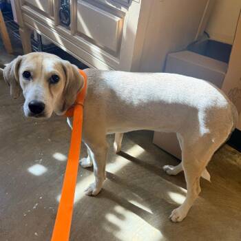 Mixed Breed Dogs Available for Adoption in Corinth, Mississippi - Peanut | PetCurious