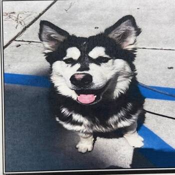 Siberian Husky Dogs Available for Adoption in Pasadena, California - Harold | PetCurious