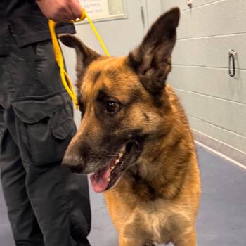 German Shepherd Dog Dogs Available for Adoption in Greensboro, North Carolina - BOSS | PetCurious
