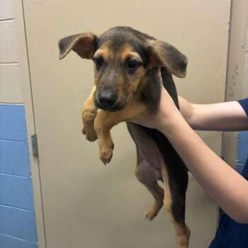 Ti -  Mixed Breed Dog for Adoption in Gadsden, Alabama - Ti | PetCurious