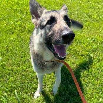 Orion -  German Shepherd Dog Dog for Adoption in Vinita, Oklahoma - Orion | PetCurious