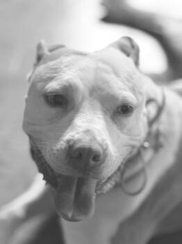 Josie -  Pit Bull Terrier Dog for Adoption in Charlotte, Michigan - Josie | PetCurious