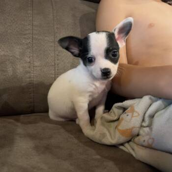 Momo -  Chihuahua and Boston Terrier Dog for Adoption in Winter, Wisconsin - Momo | PetCurious