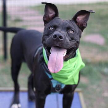 APOLLO -  Staffordshire Bull Terrier Dog for Adoption in San Antonio, Texas - APOLLO | PetCurious