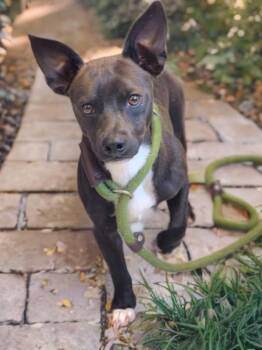 Gomez Pickens -  Chihuahua Dog for Adoption in Sumter, South Carolina - Gomez Pickens | PetCurious
