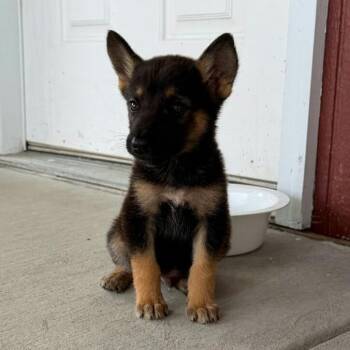 Spur TW -  German Shepherd Dog Dog for Adoption in Austin, Texas - Spur TW | PetCurious