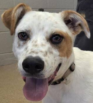 Smokey -  Shepherd and Husky Dog for Adoption in Brenham, Texas - Smokey | PetCurious