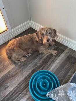Dachshund Dogs Available for Adoption in Houston, Texas - Diggie | PetCurious