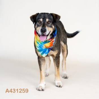 A431259 -  German Shepherd Dog and Mixed Breed Dog for Adoption in Conroe, Texas - A431259 | PetCurious