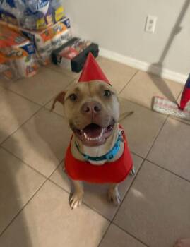 Tater Tot -  Pit Bull Terrier Dog for Adoption in Azalea Park, Florida - Tater Tot | PetCurious