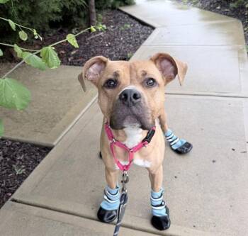 GUS -  Boxer and Mixed Breed Dog for Adoption in Charlotte, North Carolina - GUS | PetCurious